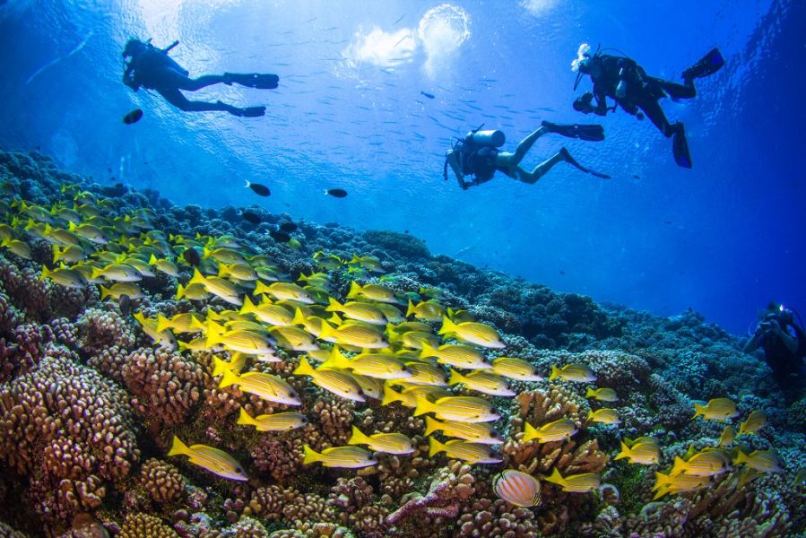 lets-dive-exploring-underwater-worlds-of-tioman-and-redang-1