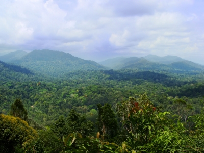 Jungle Trekking