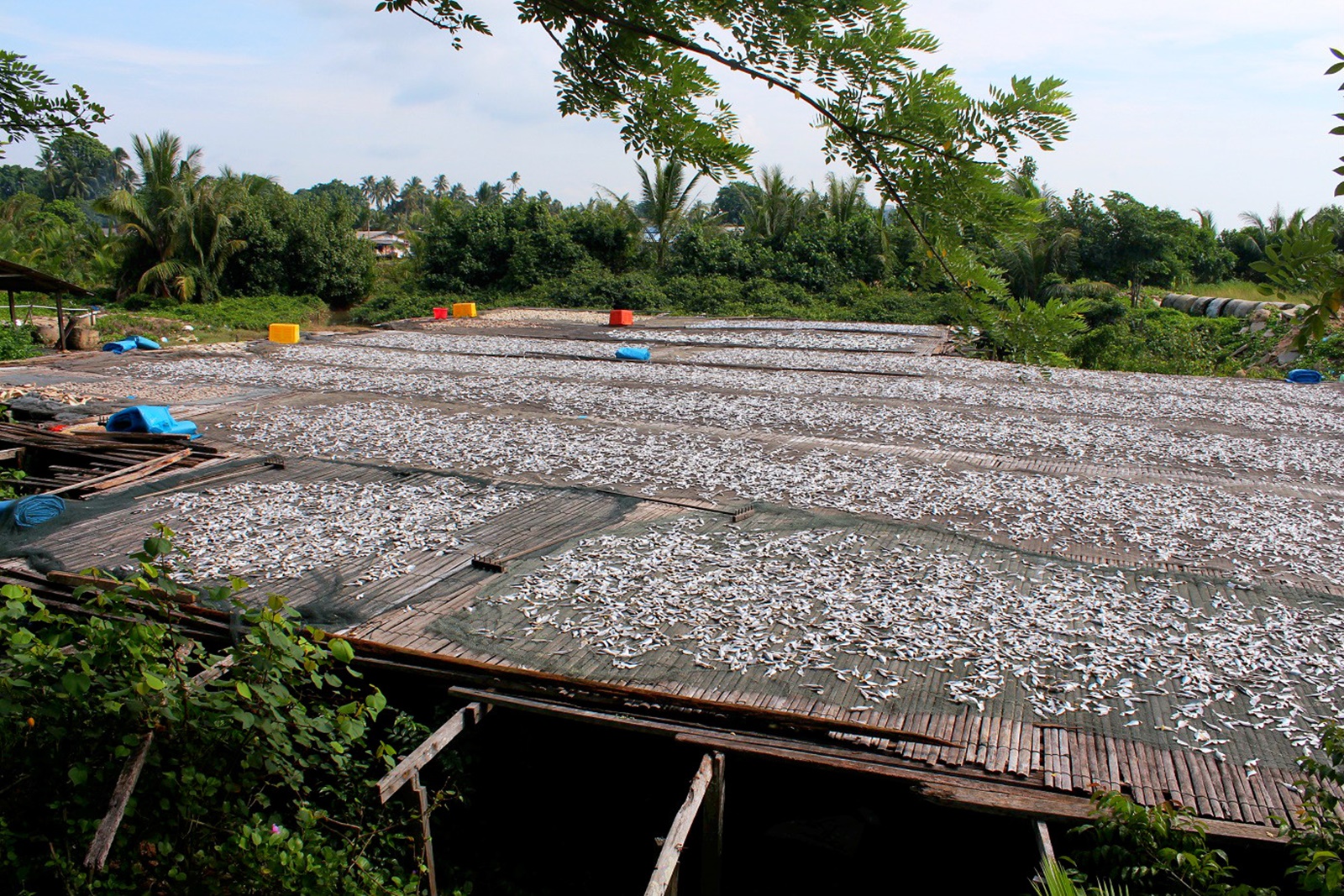 Salted Fishes