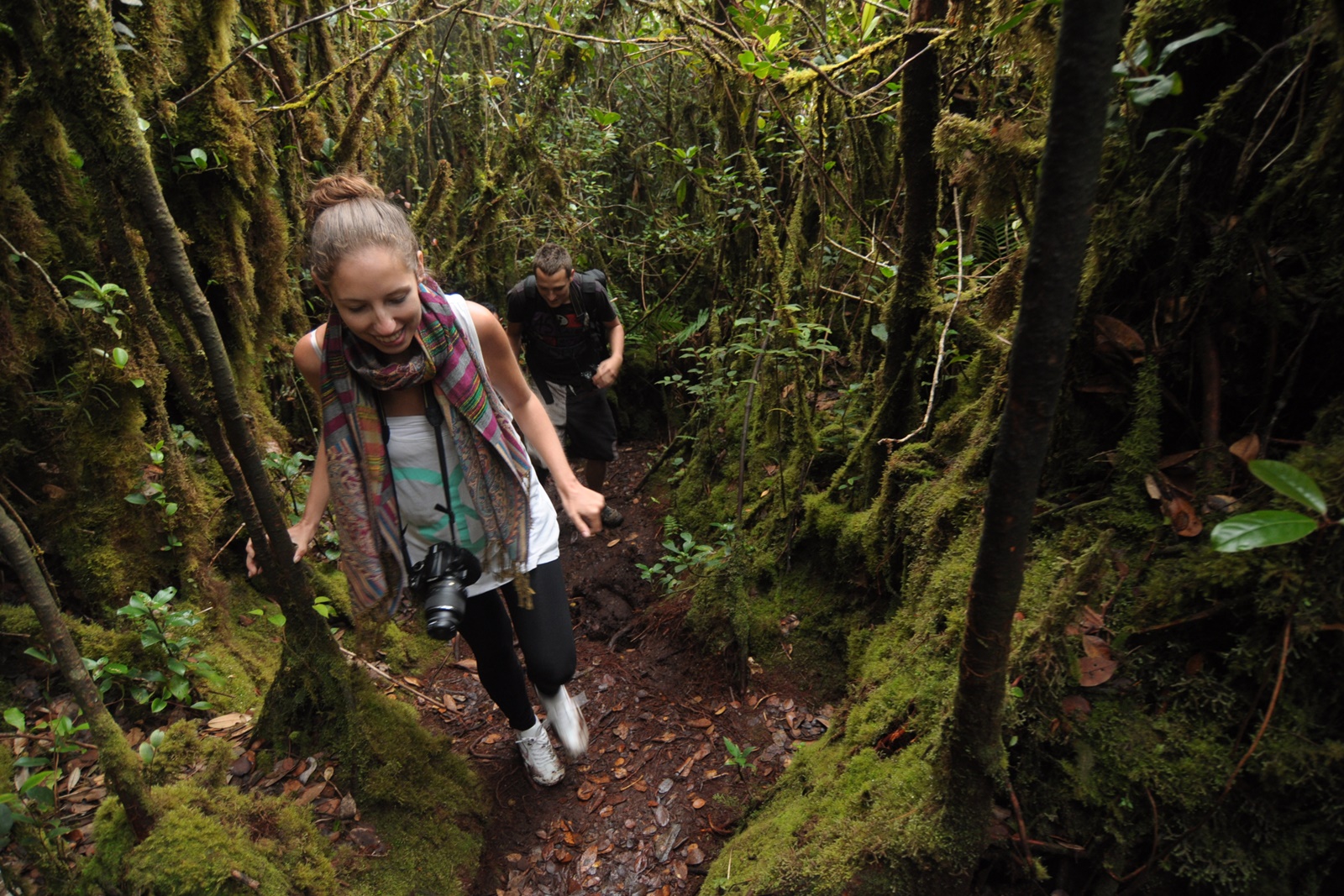 Mossy Forest