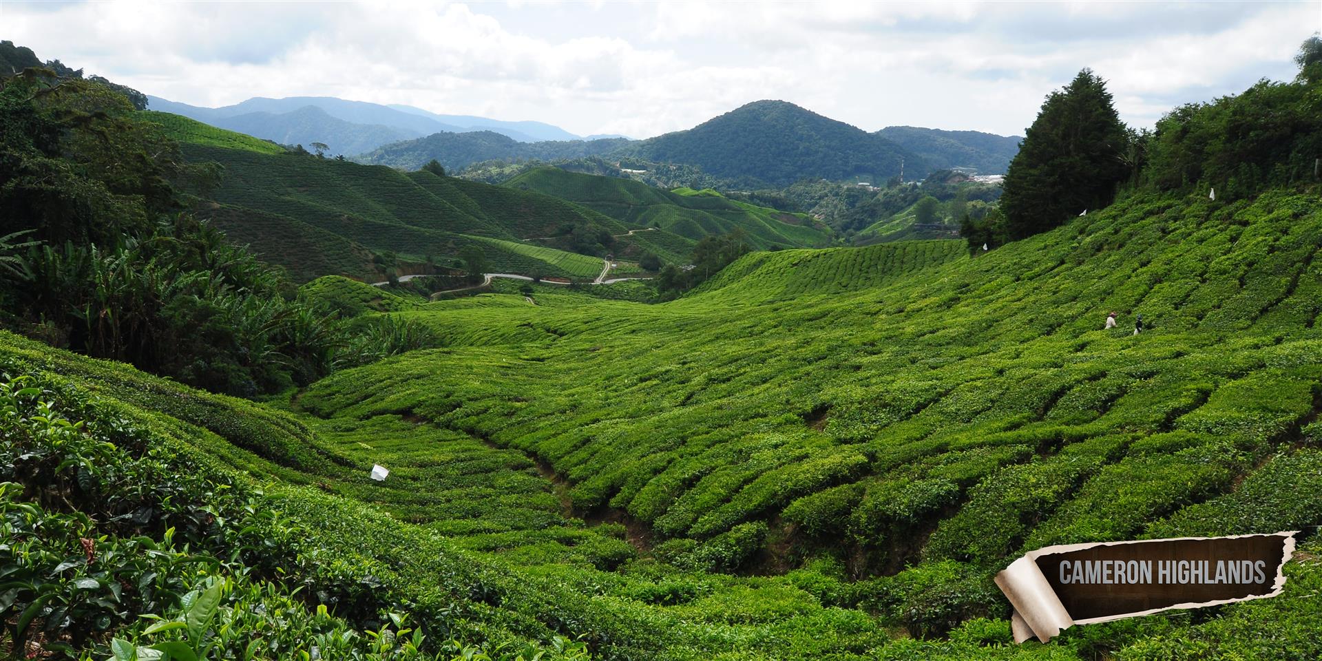 CAMERON HIGHLANDS